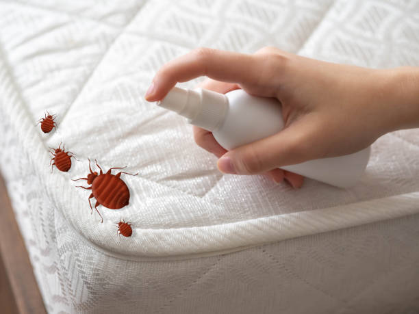 Best Termite Control Services  in Horseshoe Bay, TX