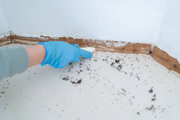 Best Wasp Removal Services  in Horseshoe Bay, TX