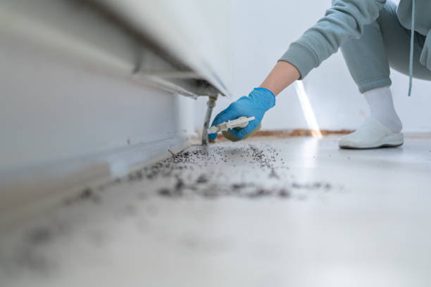 Professional Pest Control in Horseshoe Bay, TX